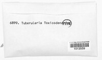 Tubercularia toxicodendri image